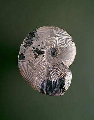 Wall Art - Photograph - Maorites ammonite fossil by Science Photo Library