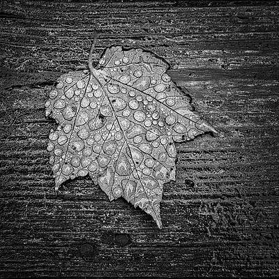 Wall Art - Photograph - Maple Leaf Covered In Dew by Jeff Sinon