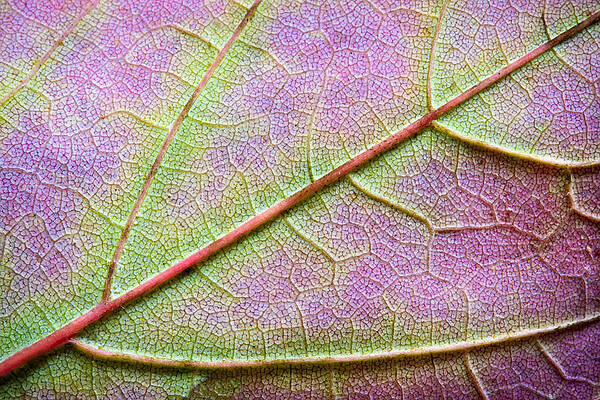 Wall Art - Photograph - Maple Leaf Macro by Adam Romanowicz