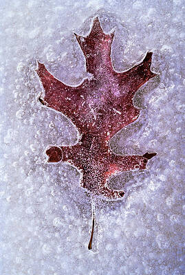 Wall Art - Photograph - Maple Leaf Trapped In Ice by Gary Slawsky