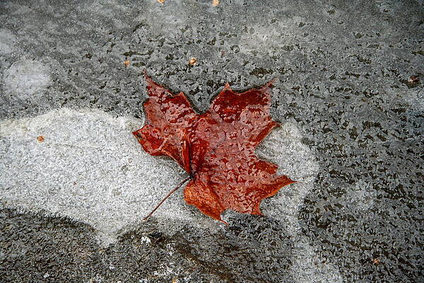 Maple Leaf under Ice by Dr Carolyn Reinhart Maple Leaf under Ice by Dr Carolyn Reinhart