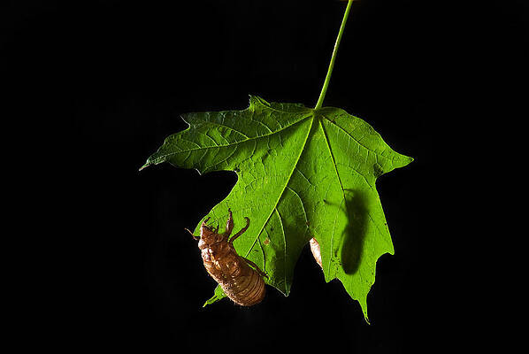 Maple Leaf with Cicada Shell by David Peters
