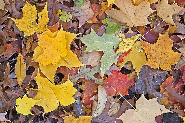 Wall Art - Photograph - Maple Leaves by Steven Ralser