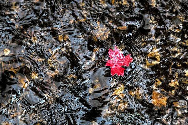 Wall Art - Photograph - Maple Ripples by David Andersen