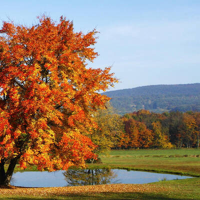 Maple Tree by David Simons