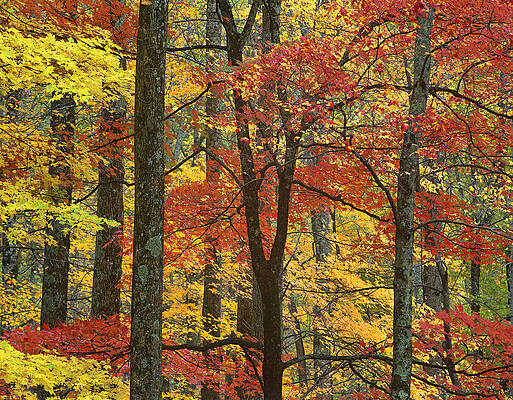 Wall Art - Photograph - Maple Trees In Autumn Smoky Mts by Tim Fitzharris