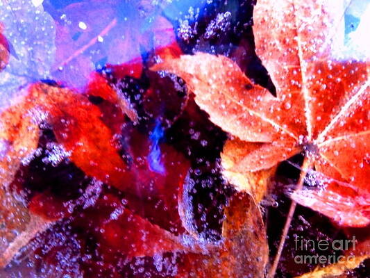 Maples On Ice by Michelle Stradford Maples On Ice by Michelle Stradford