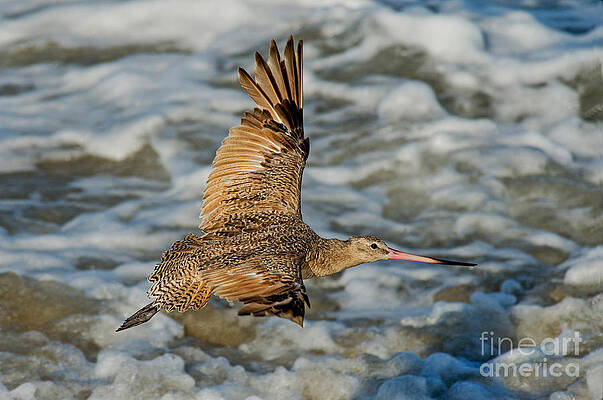 Wall Art - Photograph - Marbled Godwit Flying Over Surf by Anthony Mercieca