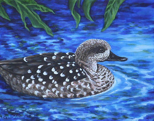 Marbled Teal Duck on the Water by Penny Birch-Williams Marbled Teal Duck on the Water by Penny Birch-Williams