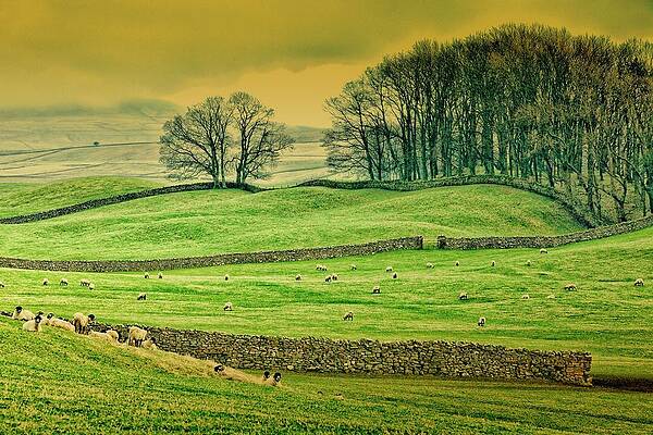 Marching Trees by MARK EGERTON Marching Trees by MARK EGERTON