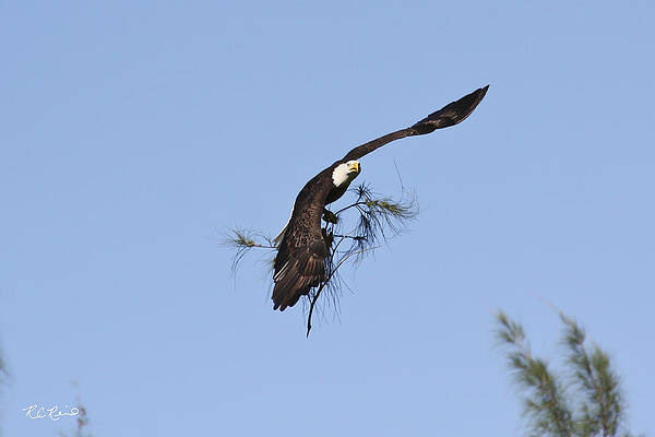 Wall Art - Photograph - Marco Island Eagles Nest - Building Nest for Paleo and Calusa 1 by Ronald Reid
