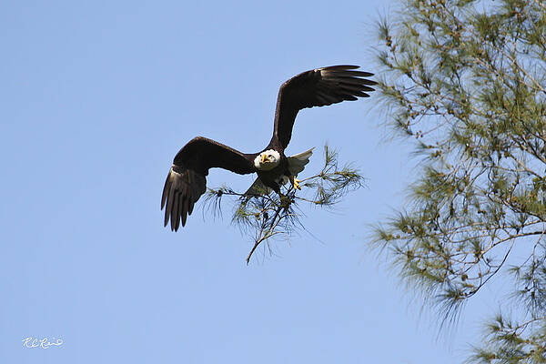 Wall Art - Photograph - Marco Island Eagles Nest - Building Nest for Paleo and Calusa 3 by Ronald Reid