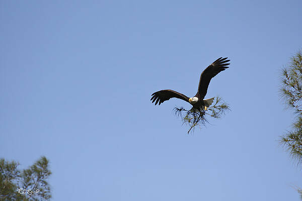 Wall Art - Photograph - Marco Island Eagles Nest - Building Nest for Paleo and Calusa 4 by Ronald Reid