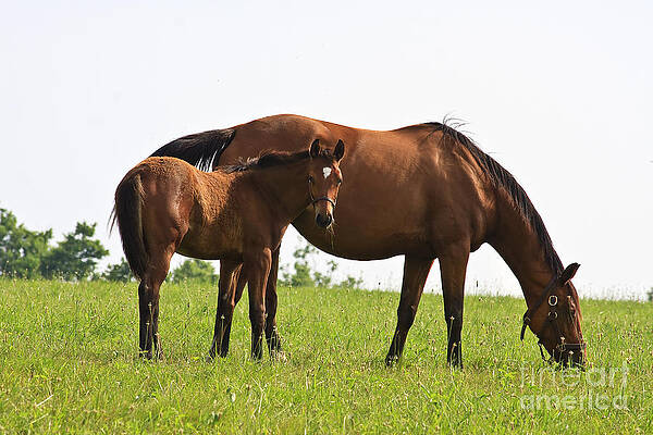 Wall Art - Photograph - Mare and Colt by Jill Lang