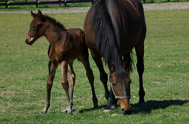 Mare and Her Foal 1 by Greg Vizzi Mare and Her Foal 1 by Greg Vizzi