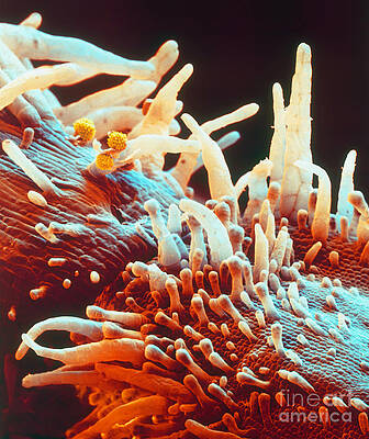 Wall Art - Photograph - Marigold Petal SEM by Eye Of Science