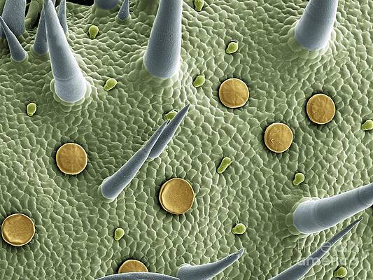 Wall Art - Photograph - Marjoram Leaf SEM by Spl