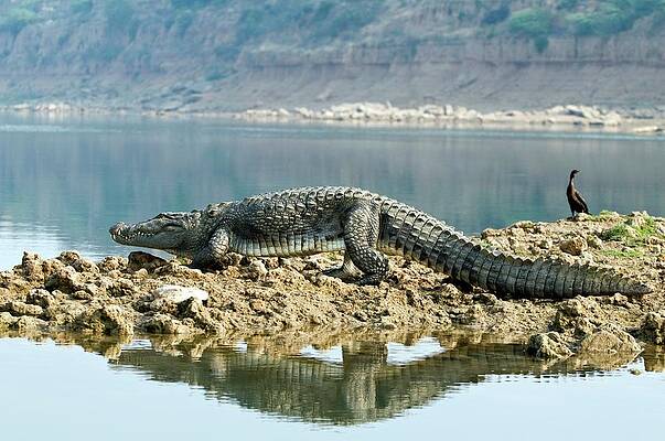 Wall Art - Photograph - Marsh Crocodile by Science Photo Library