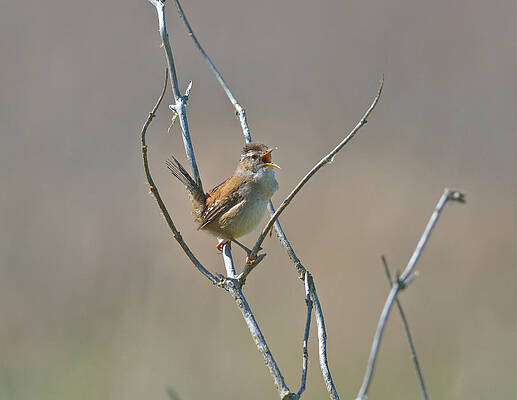 Marsh Wren by Kathy King Marsh Wren by Kathy King