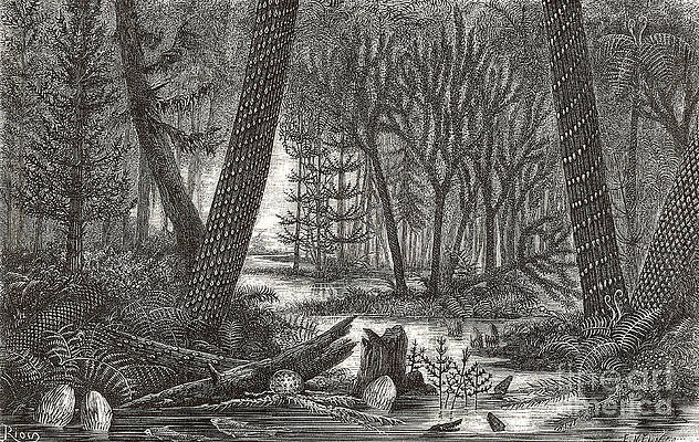 Wall Art - Photograph - Marshy Carboniferous Forest by Science Source