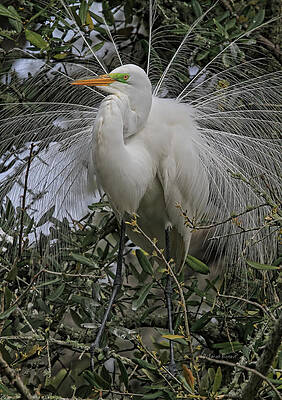 Wall Art - Photograph - Mating Plumage by Deborah Benoit