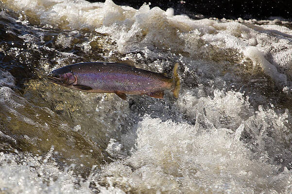 Wall Art - Photograph - McVicar Creek Rainbow Trout run by Jakub Sisak