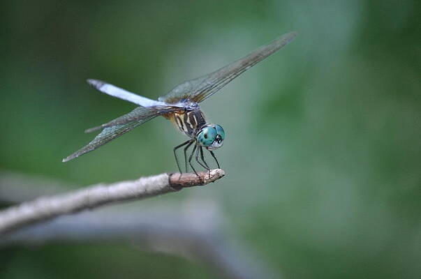 Meadowhawk by Steve Rhoades