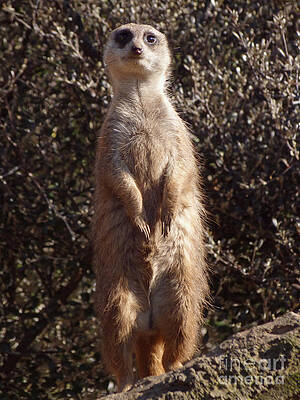 Meercat - What 's going on? by Phil Banks Meercat - What 's going on? by Phil Banks