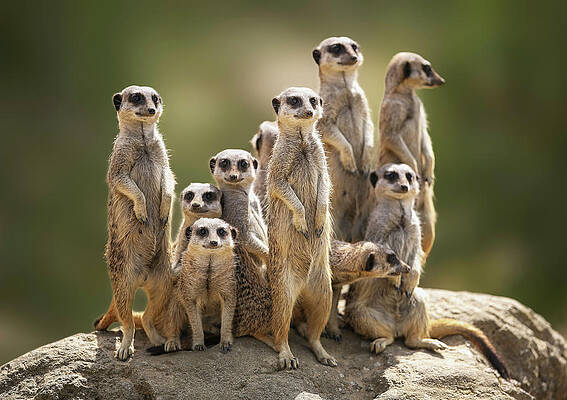 Wall Art - Photograph - Meerkat Family On Lookout by Kristianbell