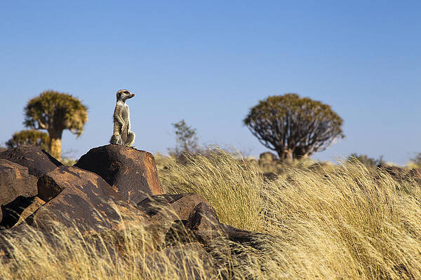 Wall Art - Photograph - Meerkat In Quiver Tree Grassland by Vincent Grafhorst