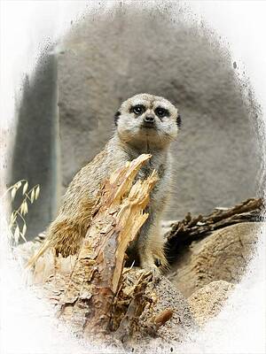 Meerkat by Michelle Frizzell-Thompson