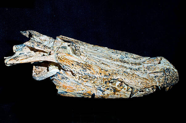 Wall Art - Photograph - Mefferds Alligator by Millard H. Sharp