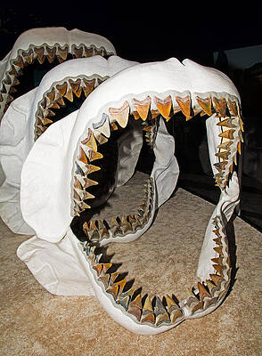 Wall Art - Photograph - Megalodon Jaws Models by Millard H. Sharp