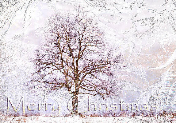 Wall Art - Photograph - Merry Christmas by Jenny Rainbow