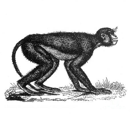 Wall Art - Photograph - Mesopithecus, Old World Monkey by Science Source