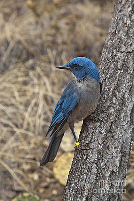 Wall Art - Photograph - Mexican Jay by Greg Dimijian