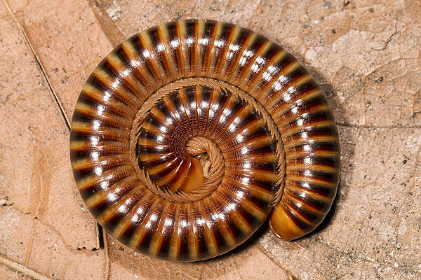Wall Art - Photograph - Millipede In Defensive Posture Panguana by Konrad Wothe