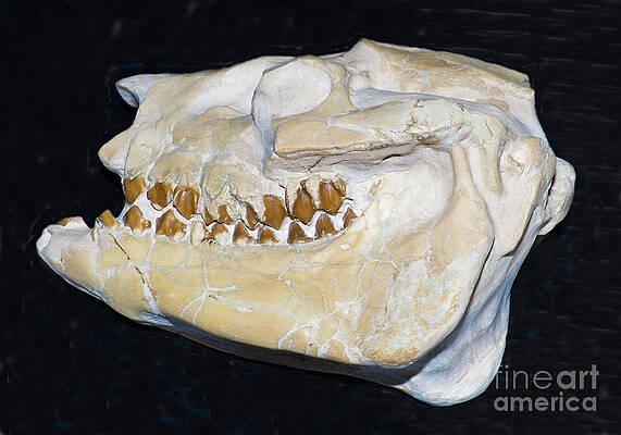 Wall Art - Photograph - Miniature Oreodont Skull Fossil by Millard H. Sharp