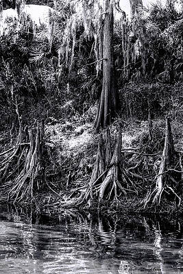 Minions of the Bald Cypress by Daniel Caron