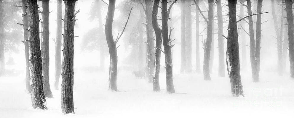 Minus Five by Janet Burdon Minus Five by Janet Burdon