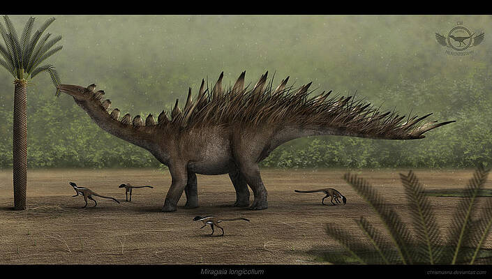 Miragaia longicollum by Christian Masnaghetti Miragaia longicollum by Christian Masnaghetti