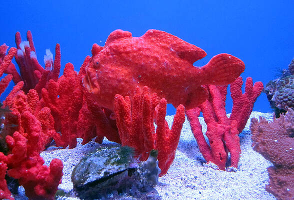 Wall Art - Photograph - Missing Fish by Bob Slitzan