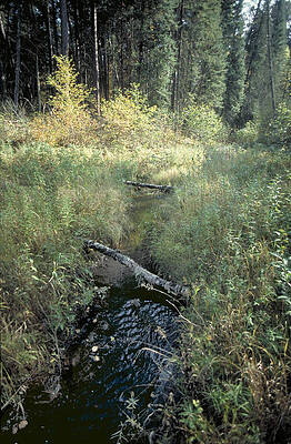 Mississippi River Headwaters by Garry McMichael Mississippi River Headwaters by Garry McMichael