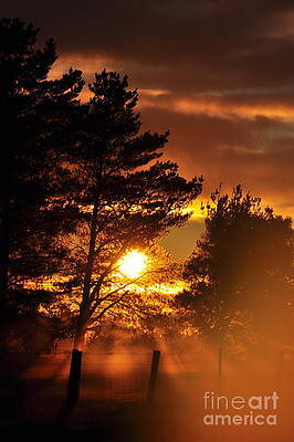 Mists of Change Sunlit Oracle Card by Coralie Plozza
