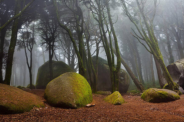 Wall Art - Photograph - Misty by Jorge Maia