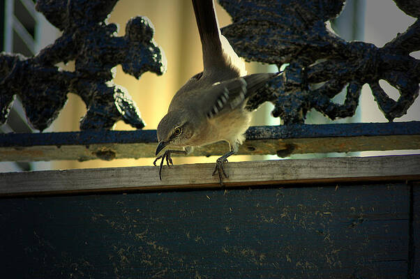 Mockingbird by David Weeks Mockingbird by David Weeks