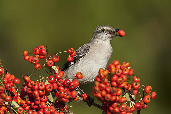 Mockingbird in Berries by D Robert FranzNorthern Mockingbird in Berries by D Robert FranzNorthern