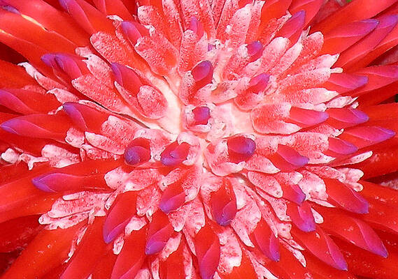 Wall Art - Photograph - JOY by James Temple