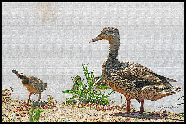 Wall Art - Photograph - Momma Duck And Baby With A Different View by Tom Janca