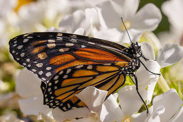 Wall Art - Photograph - Monarch Butterfly by Adam Romanowicz